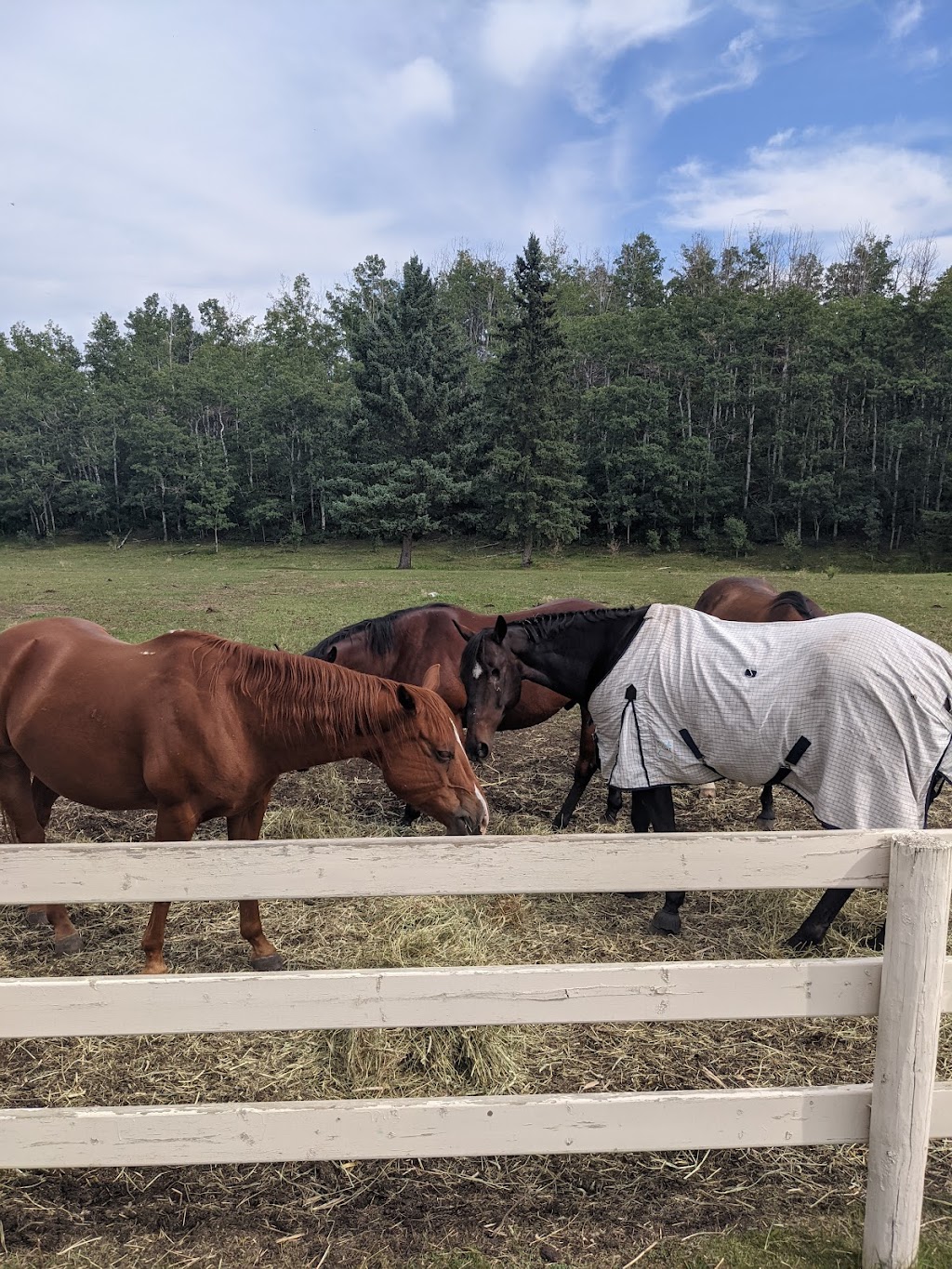 Black Diamond Land & Cattle Co. | Range Rd 25A, Millarville, AB T0L 1K0, Canada | Phone: (403) 408-7585