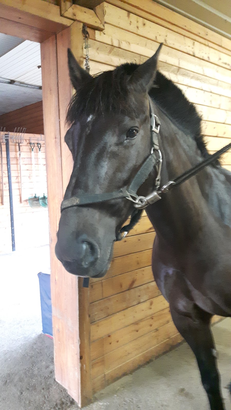 The Motts Equestrian Centre | 756 Watson Rd S, Puslinch, ON N0B, Canada | Phone: (905) 703-8225