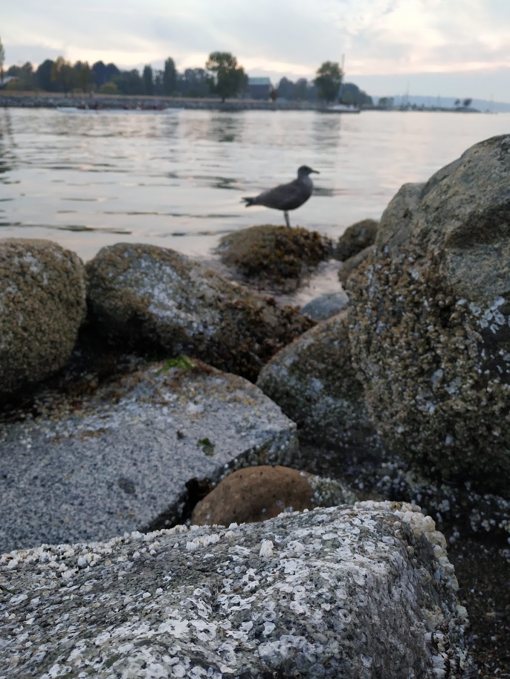 English Bay Beach Park | Central Vancouver, Vancouver, BC V6E 1V3, Canada