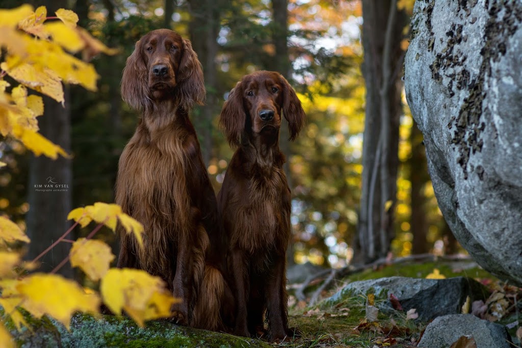 Vermelho Setter Irlandais | 1645 Rue Rathier, Trois-Rivières, QC G9C 1B9, Canada | Phone: (819) 373-1918