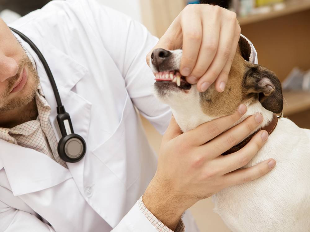Clinique vétérinaire lArche de Noé | 753 Rue Notre Dame, Saint-Rémi, QC J0L 2L0, Canada | Phone: (450) 454-2801