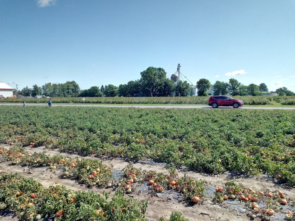 Ferme Mario Beauregard | 2025 Rang St.-Simon, Sainte-Madeleine, QC J0H 1S0, Canada | Phone: (450) 795-3978