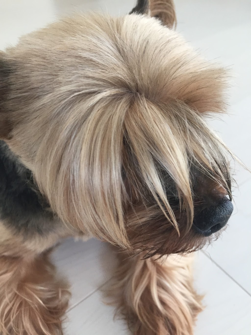 Paisley Veterinary Services | 79 Queen St S, Paisley, ON N0G 2N0, Canada | Phone: (519) 353-4000