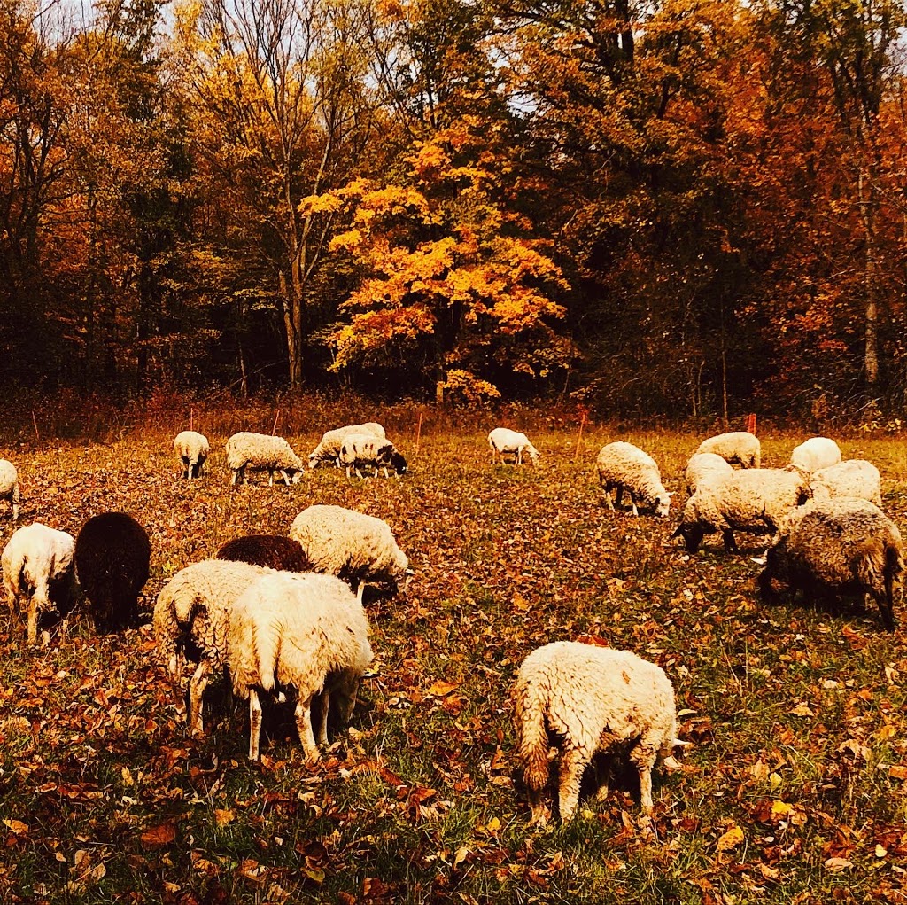 Spring Pasture Farm | 2344 Spring Brook Rd, Springbrook, ON K0K 3C0, Canada | Phone: (416) 728-3222