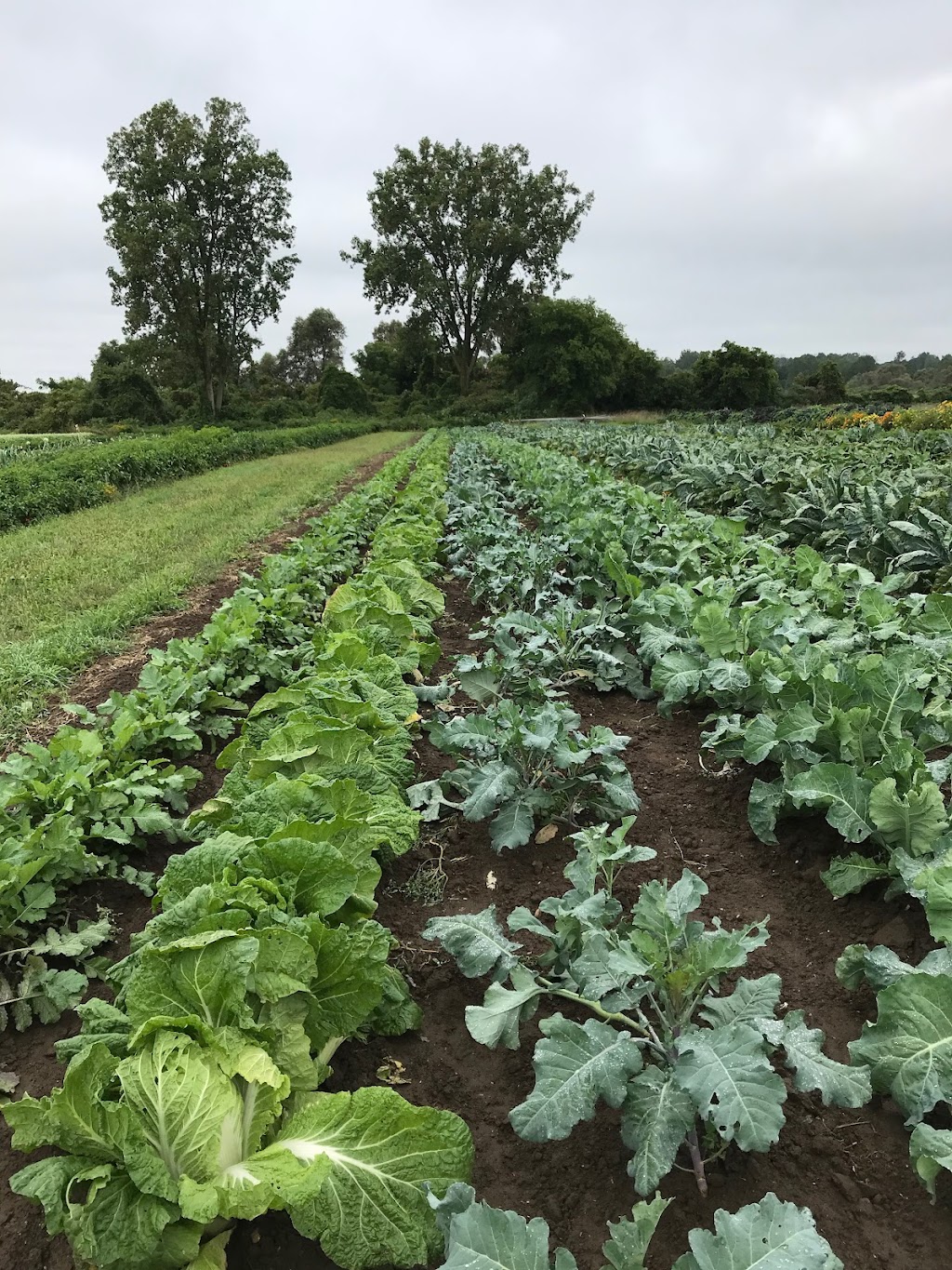 London Area Organic Growers | 45415 Fruit Ridge Line, St Thomas, ON N5P 3S9, Canada | Phone: (519) 200-1403