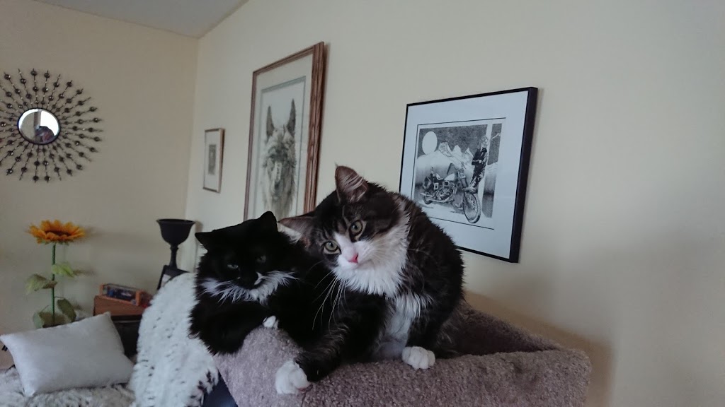 Bosleys by Pet Valu | 5500 Clements Crescent, Peachland, BC V0H 1X5, Canada | Phone: (250) 767-0121