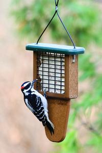 Wild Birds Unlimited | 987 Gordon St, Guelph, ON N1G 4W3, Canada | Phone: (519) 821-2473