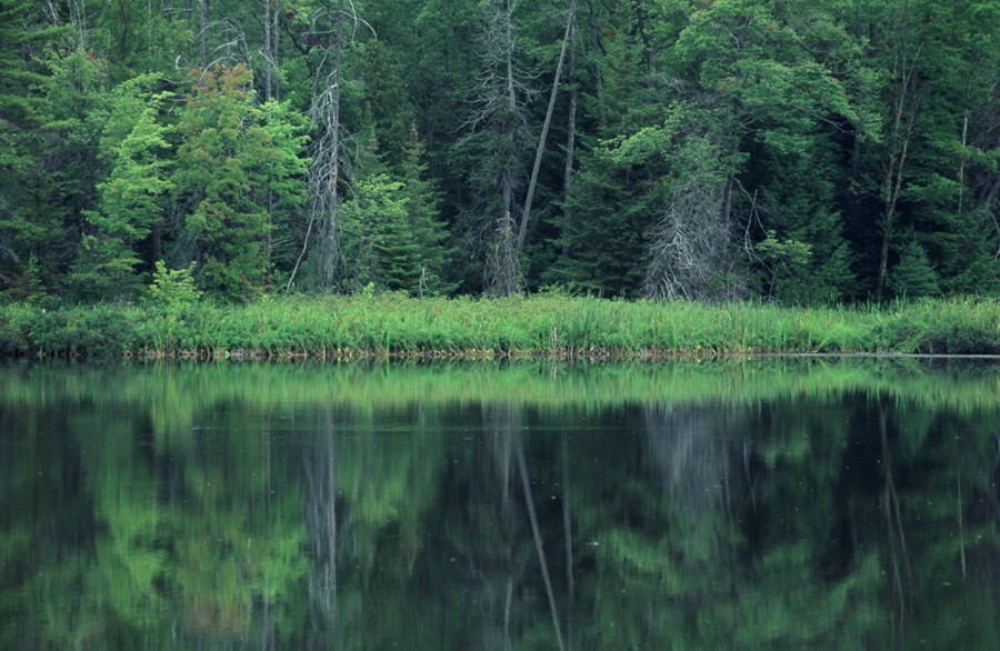 Greenock Swamp Wetland Complex | Greenock Swamp Wetland Complex, Chepstow, ON N0G 1K0, Canada | Phone: (519) 367-3040