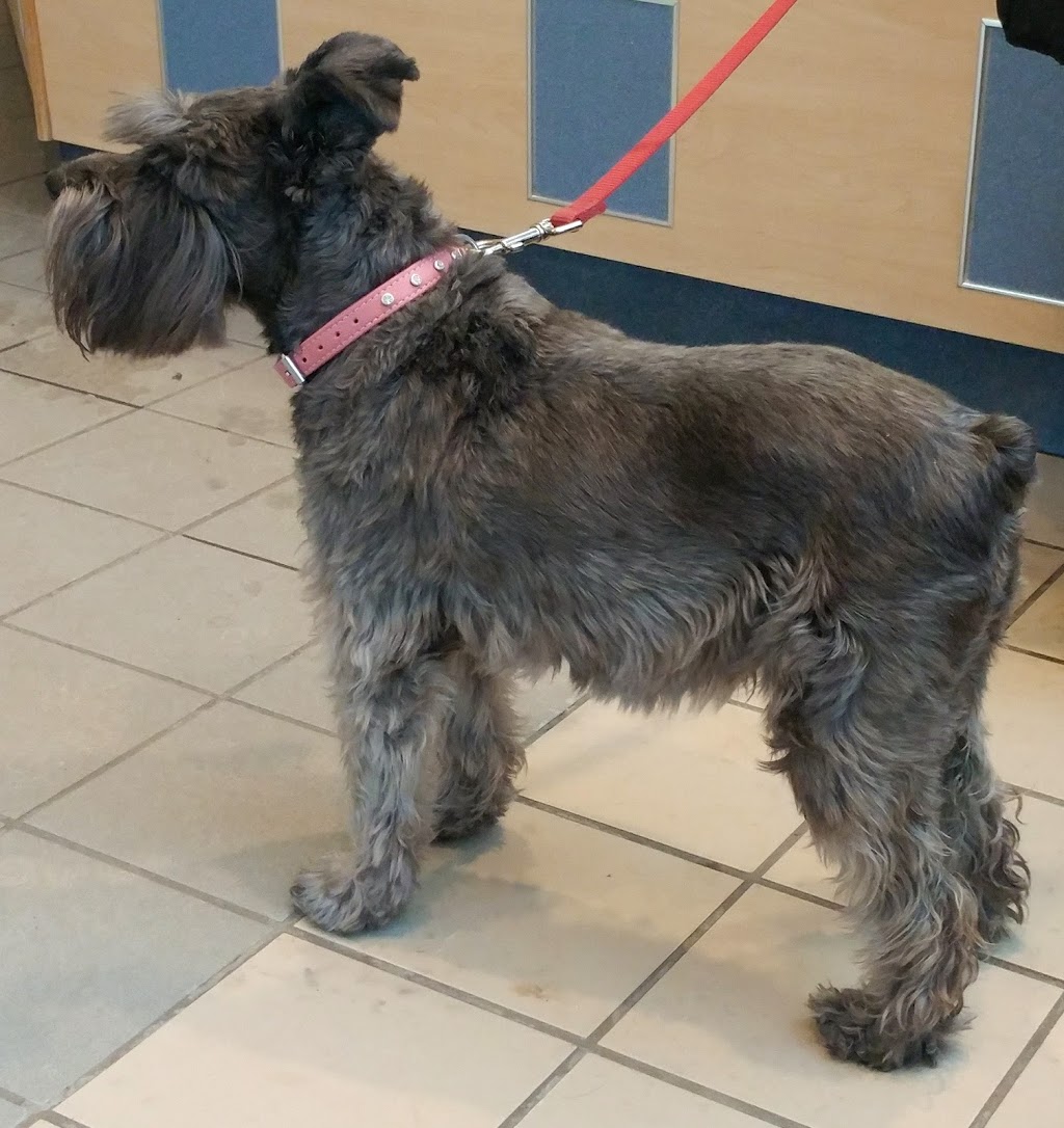 Veterinary Hospital Taché | 345 Boul Alexandre-Taché, Gatineau, QC J9A 1M3, Canada | Phone: (819) 777-5583
