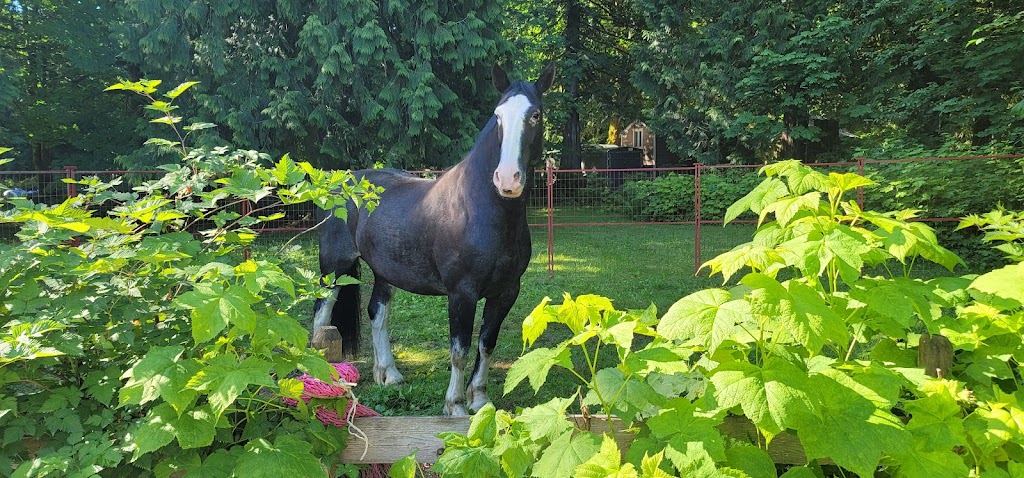 Glacier Valley Farm | 12825 Squamish Valley Rd, Brackendale, BC V0N 1H0, Canada | Phone: (604) 902-5951