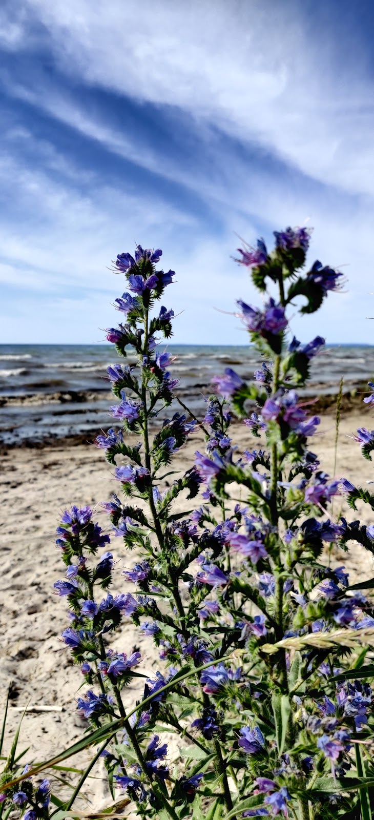 Wasaga Beach Provincial Park - Beach Area 4 | 2E8, 20 24th St N, Wasaga Beach, ON L9Z 2V9, Canada | Phone: (705) 429-2516