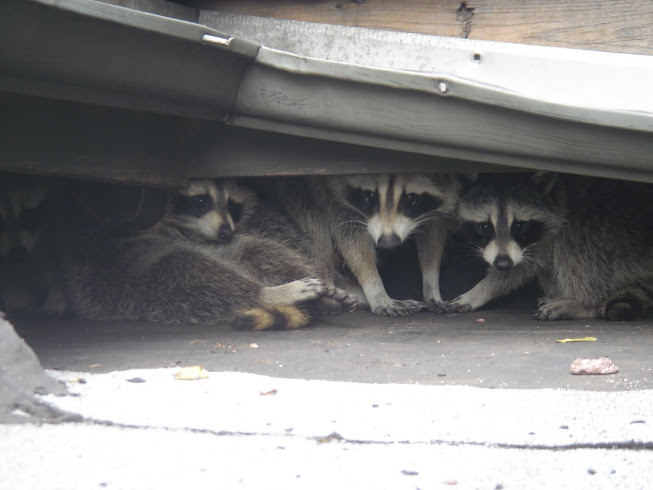 Skedaddle Humane Wildlife Control | 4007 Bush Crescent, Beamsville, ON L0R 1B9, Canada | Phone: (877) 222-9453