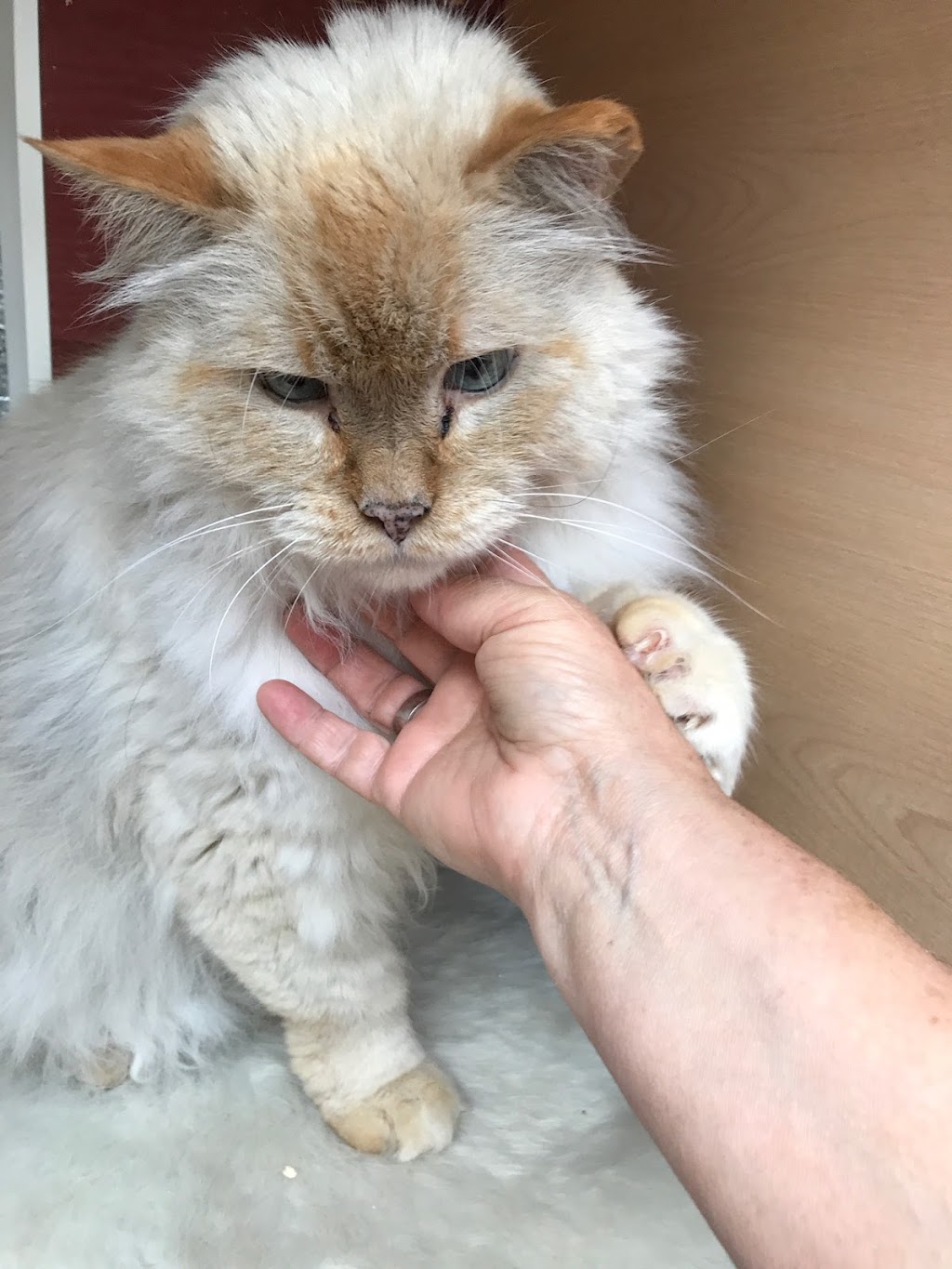 Comfy Cat Boarding Kennel | 5320 Island Hwy W, Qualicum Beach, BC V9K 1Z2, Canada | Phone: (250) 757-9991
