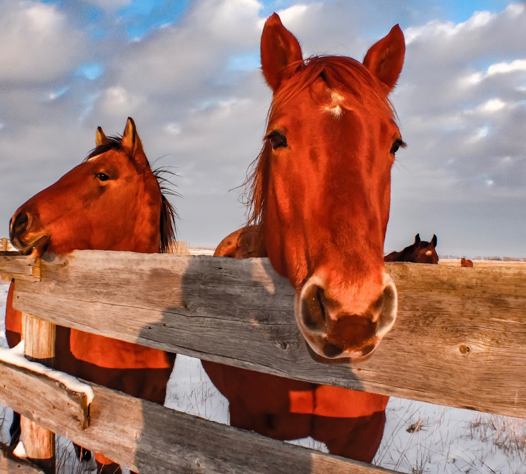 Neighbourly Stables | 1125 43 St S, Lethbridge, AB T1J 4W2, Canada | Phone: (587) 220-1414