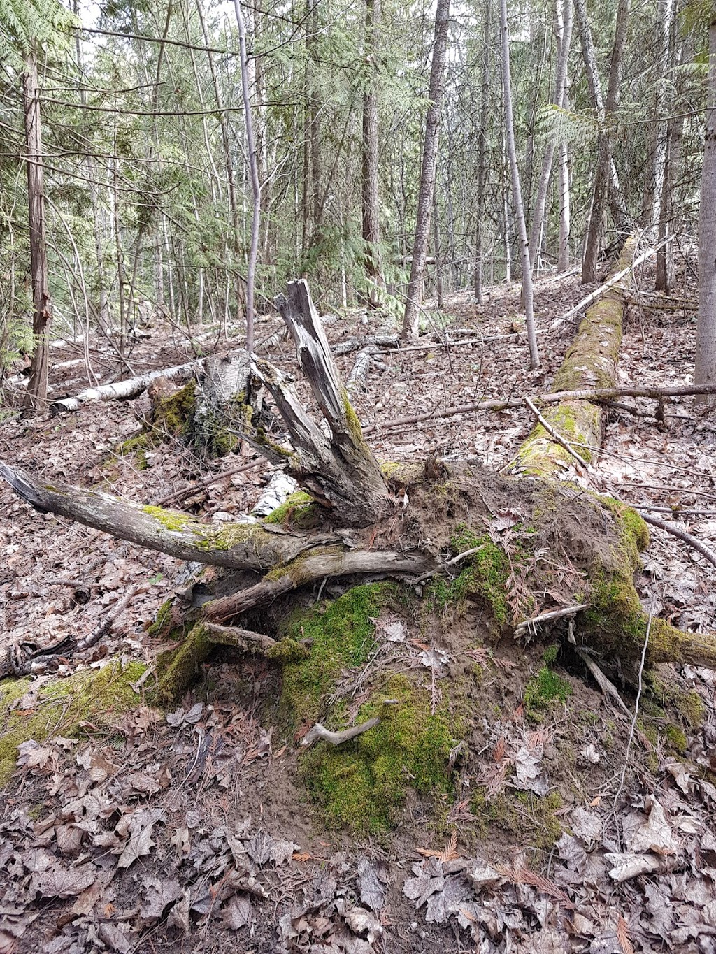 Pileated Woods Trail System | 870 Auto Rd SE, Salmon Arm, BC V1E 4J8, Canada | Phone: (250) 832-8103