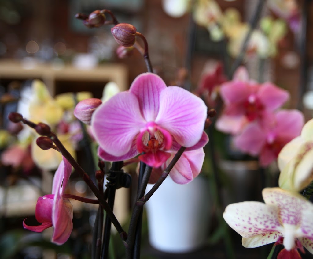 i fiori | 140 James St N, Hamilton, ON L8R 2K6, Canada | Phone: (905) 962-4750