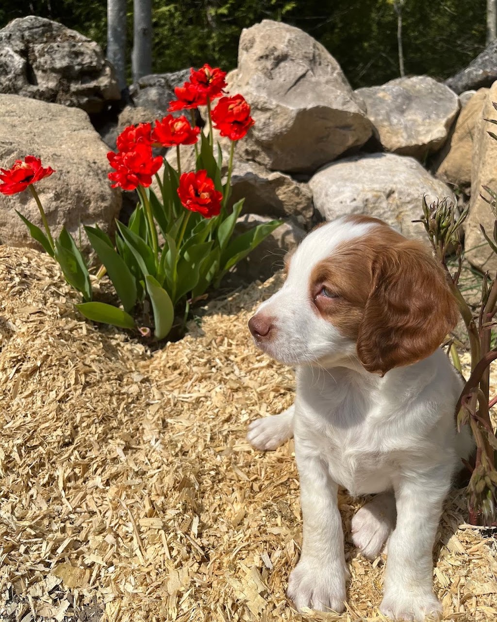 Northpaws Brittanys | 156 Mountain Lake Dr, Wiarton, ON N0H 2T0, Canada | Phone: (519) 897-0603