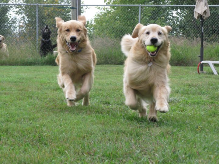 Pet Country Estate | 3087 20th Sideroad, Innisfil, ON L9S 1A8, Canada | Phone: (705) 431-1010
