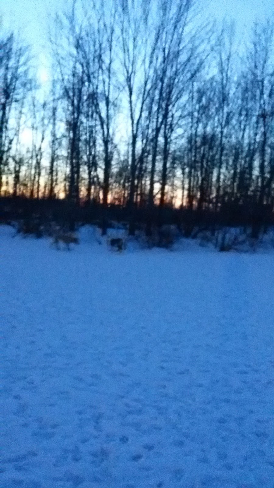 Stratford Dog Park | 159 Packham Rd, Stratford, ON N5A 6S4, Canada