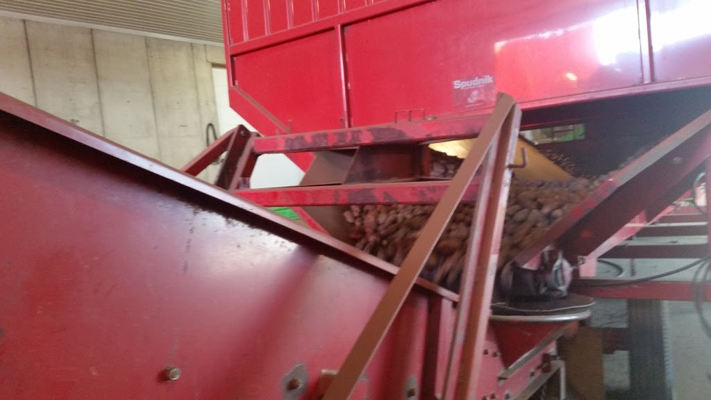 Sunny Crest Seed Potatoes | AB-792, Lacombe County, AB T0C 0J0, Canada | Phone: (403) 782-9330