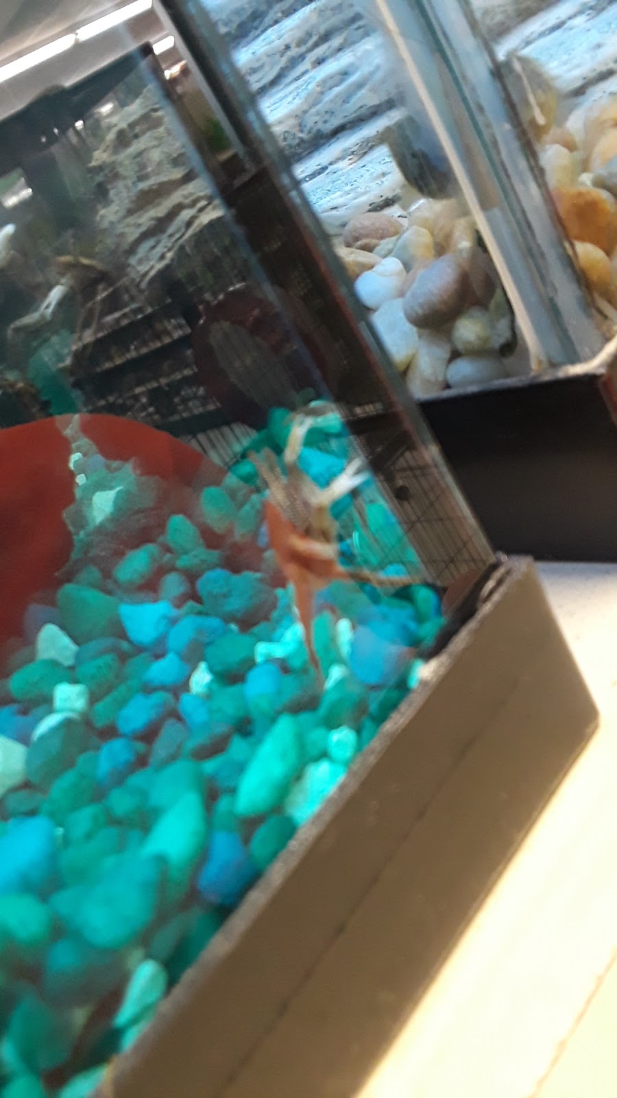 Classic Pet Supply II | 3180 Gratiot Blvd, Marysville, MI 48040, USA | Phone: (810) 364-0200