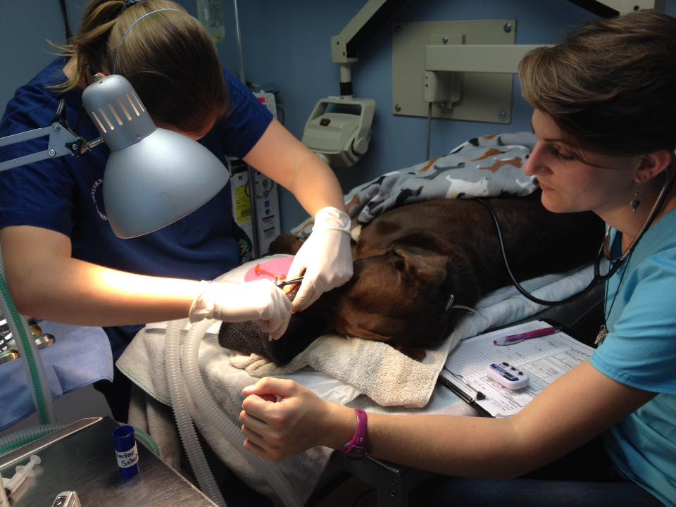 Grand Forks Central Veterinary Services | 8120 A Donaldson Dr, Grand Forks, BC V0H 1H0, Canada | Phone: (250) 442-2222