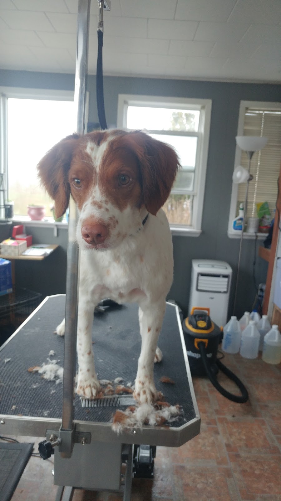 Marshas grooming palace | 979 Baseline Rd, Cornhill, NB E4Z 1J4, Canada | Phone: 988-0925
