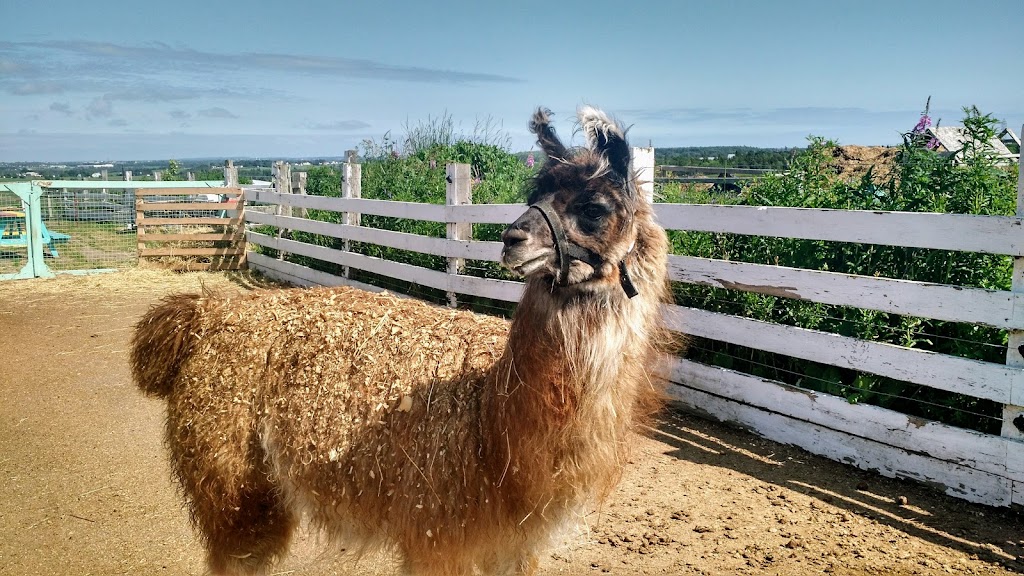 Island Hill Farm | 351 Route 225, Hampshire, PE C0A 1Y0, Canada | Phone: (902) 218-1673
