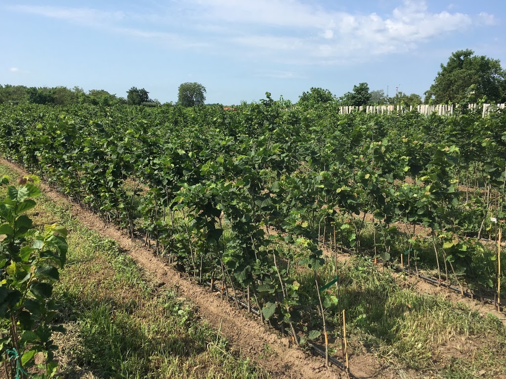 Grimo Nut Nursery | 979 Lakeshore Rd, Niagara-on-the-Lake, ON L0S 1J0, Canada | Phone: (905) 934-6887