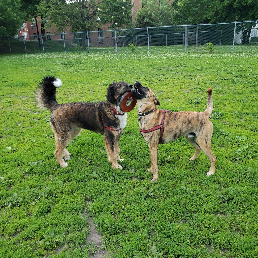 Parc à chiens du parc des Royaux | 2185 Rue Larivière, Montréal, QC H2K 1P5, Canada | Phone: (514) 578-5665