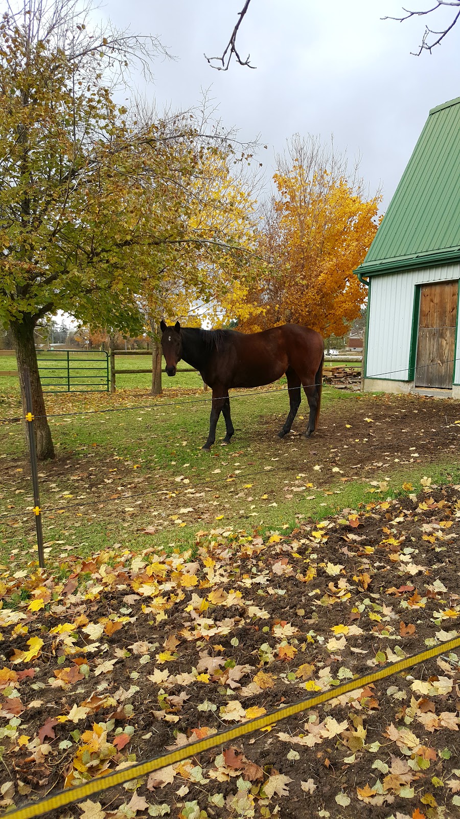 BR Equestrian Centre | 241 Harley Rd, Harley, ON N0E 1E0, Canada | Phone: (519) 755-1377
