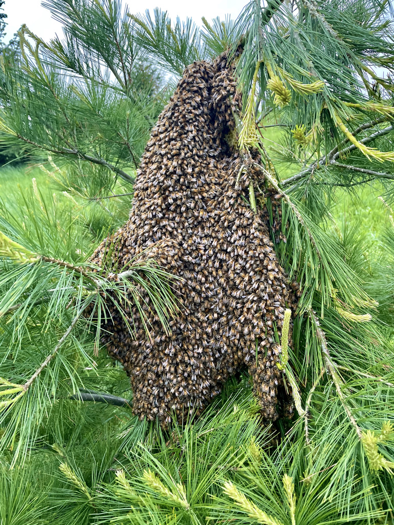 Bens Bees | 135 King St, Tiverton, ON N0G 2T0, Canada | Phone: (519) 386-9247