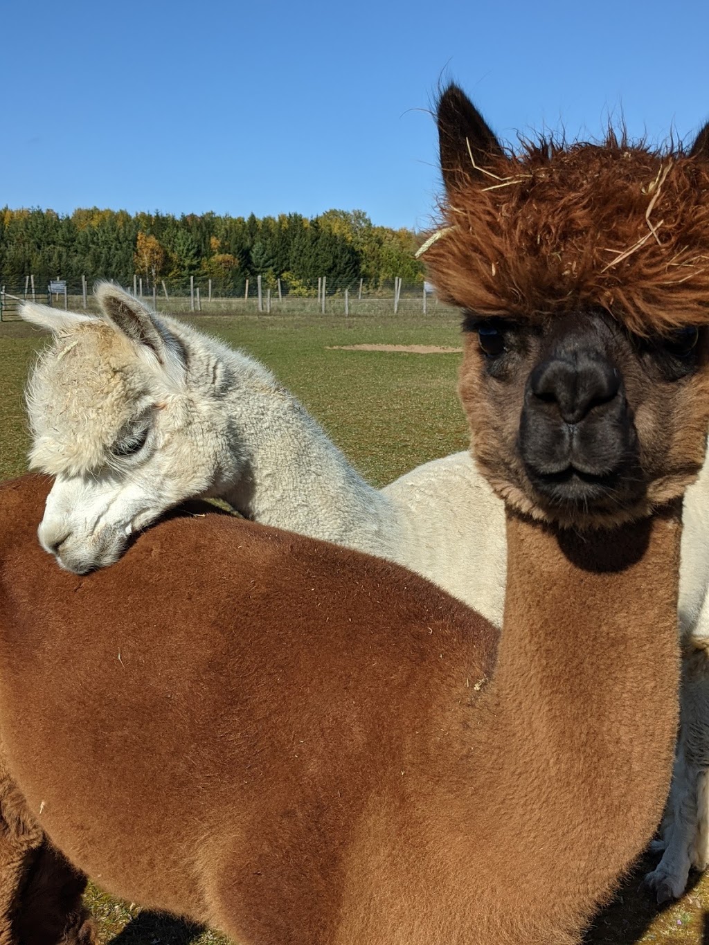 Forget-Me-Not Alpacas | 1595 Concession Rd 3, Beaverton, ON L0K 1A0, Canada | Phone: (289) 221-6102