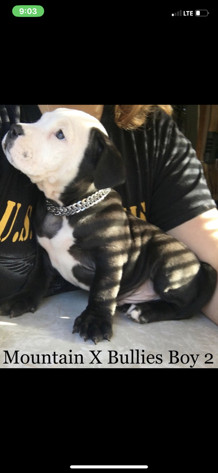 Mountain X Bullies | 945 Green Rd, Elgin, NB E4Z 0J8, Canada | Phone: (226) 988-3240