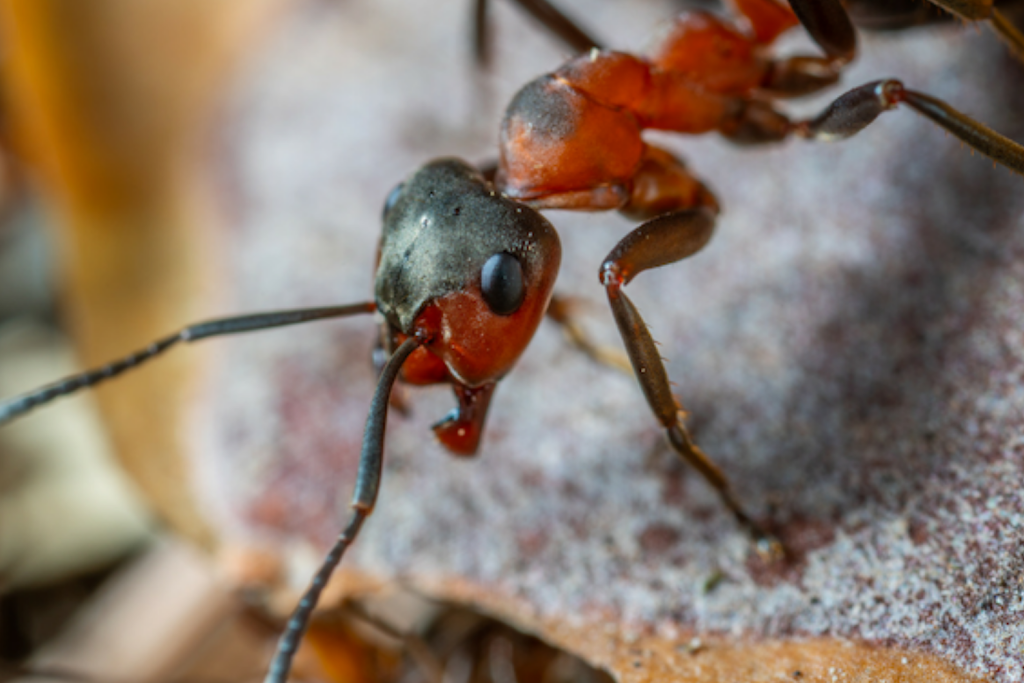 Bolton Pest Kings Wildlife Removal & Pest Control | 15 Shore St, Bolton, ON L7E 4T7, Canada | Phone: (905) 406-0547