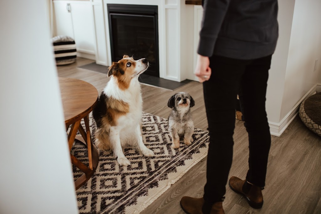 Durham Dog Training | 6150 Clemens Rd, Bowmanville, ON L1C 5R3, Canada | Phone: (365) 688-9070