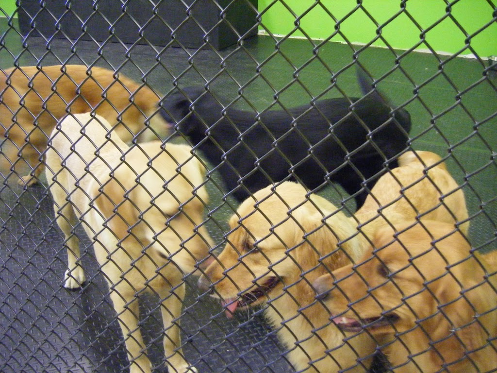 Canine Comforts | 12612 Hwy 50 #11a, Bolton, ON L7E 1T6, Canada | Phone: (905) 857-2733