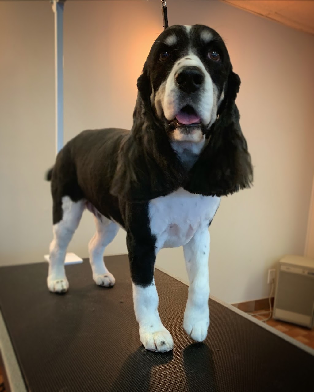 The Pawlour | 21 Temperance St, Bowmanville, ON L1C 1A1, Canada | Phone: (905) 242-7202