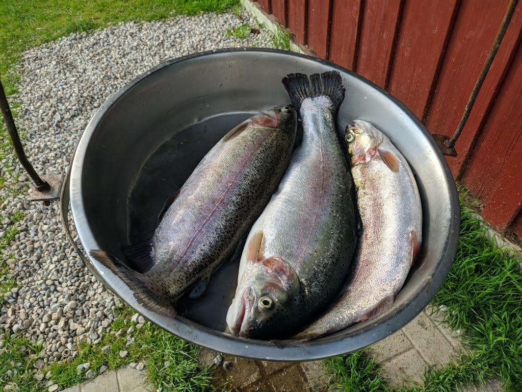 Lyndon Fish Hatcheries Inc. | 1738 Queen St, New Dundee, ON N0B 2E0, Canada | Phone: (519) 696-3076
