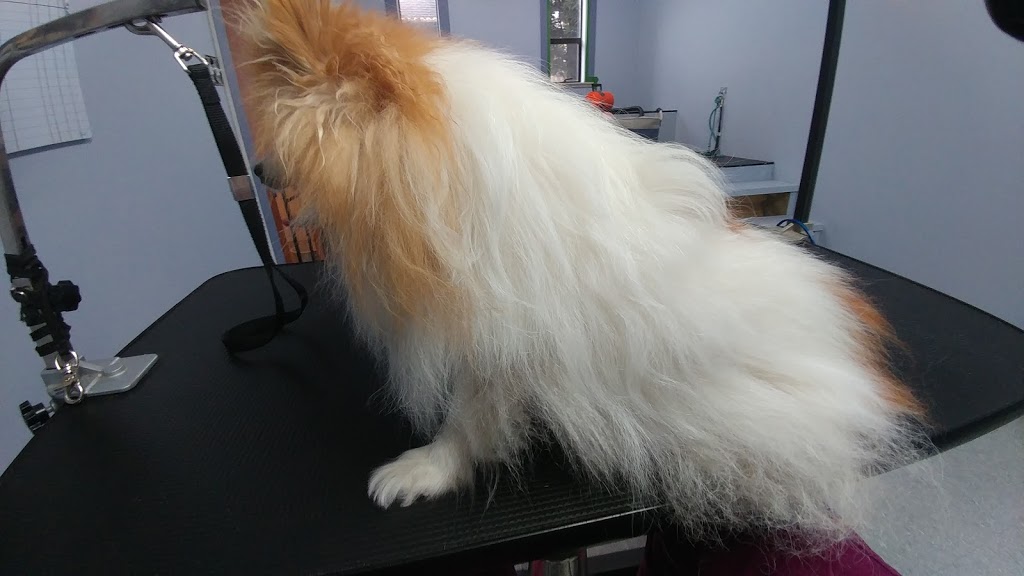 Stinky K9 Spa | 10221 Wilson St, Triple Creek Estates, Park Crescent Unit 70, Mission, BC V4S 1L8, Canada | Phone: (604) 764-5707