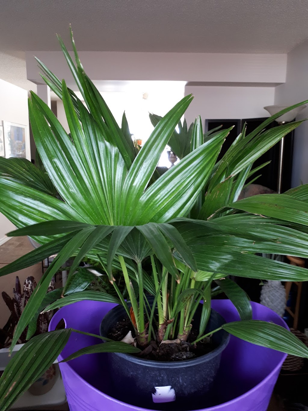 Salisbury Landscaping | 52337 Range Rd 232, Sherwood Park, AB T8B 1B8, Canada | Phone: (780) 410-0611