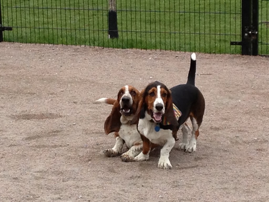Paws in Motion | 81 Dunington Dr, Scarborough, ON M1N 3E4, Canada | Phone: (647) 210-6363