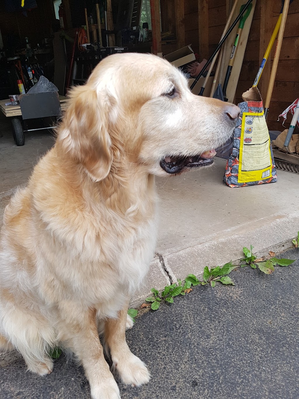 Bernfield Kennels | 4714 Nova Scotia Trunk 7, Porters Lake, NS B3E 1H7, Canada | Phone: (902) 827-3218