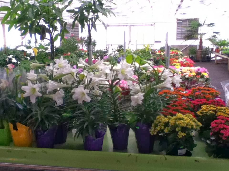 Wing Wong's Nursery 4892 Marine Dr, Burnaby, BC V5J 3G6, Canada
