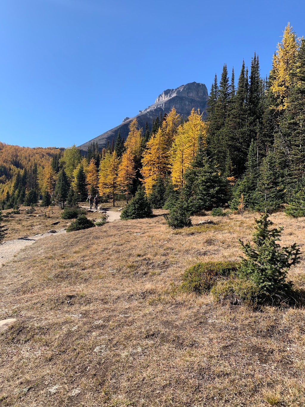 Sentinel Pass | Improvement District No. 9, AB T0L, Canada | Phone: (403) 522-3833