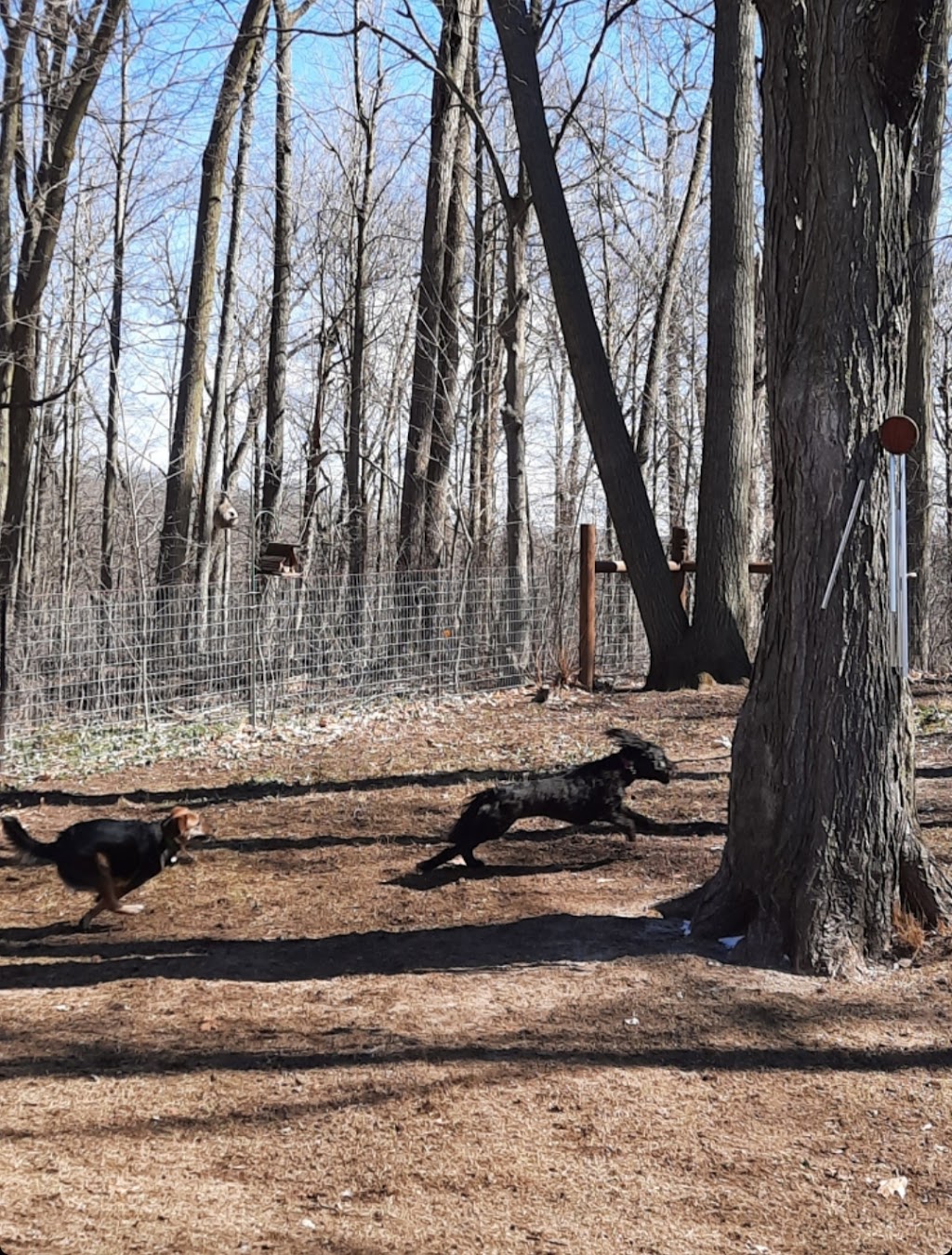 K9 Cottage | Parkwood Dr, Cambridge, ON N1S 3K8, Canada | Phone: (519) 223-5207