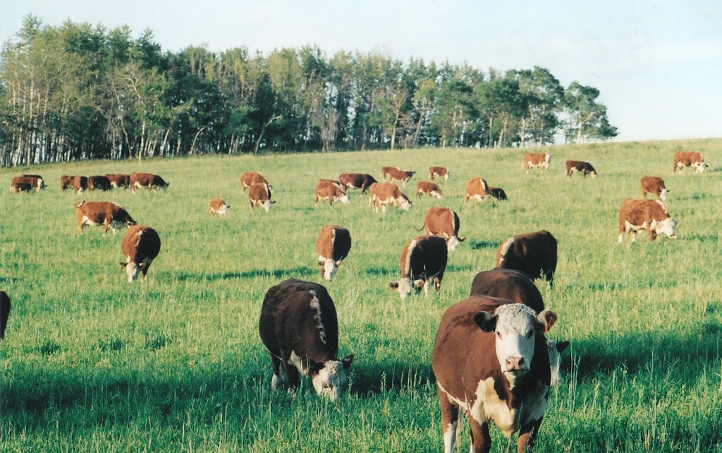 Coulee Crest Farms | 28050 Township Rd 342, Bowden, AB T0M 0K0, Canada | Phone: (403) 227-2259