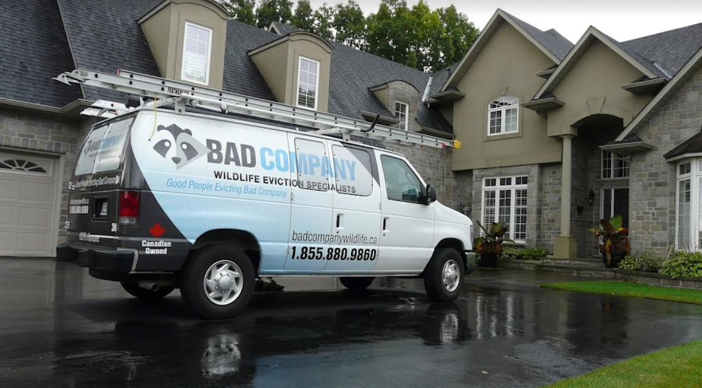 Bad Company Wildlife Eviction - Burlington | 1225 Centre Rd, Hamilton, ON L8N 2Z7, Canada | Phone: (855) 937-0418