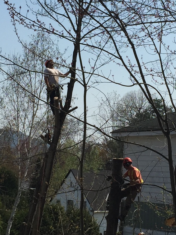 North Renfrew Tree Services Ltd | 11958 Round Lake Rd, Pembroke, ON K8A 6W8, Canada | Phone: (613) 732-5228
