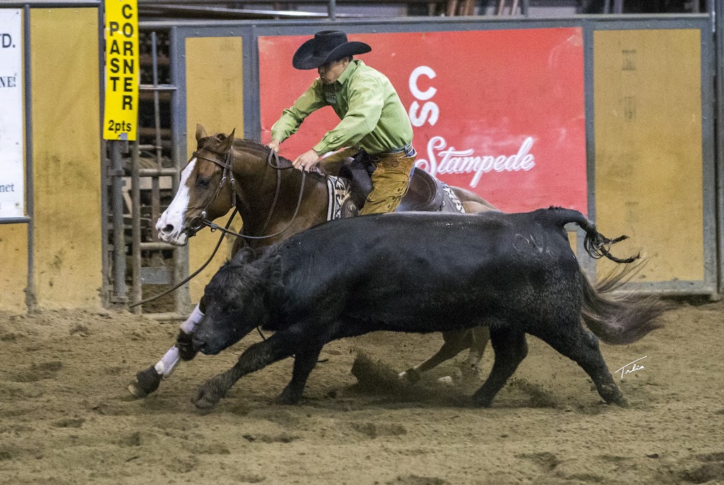Cayley Wilson Performance Horses, Inc. | 1280 Powerhouse Rd, Abbotsford, BC V3G 1T7, Canada | Phone: (604) 300-0401